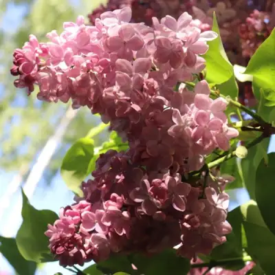 Сирень МЕДОВЫЙ СПАС в Сморгони