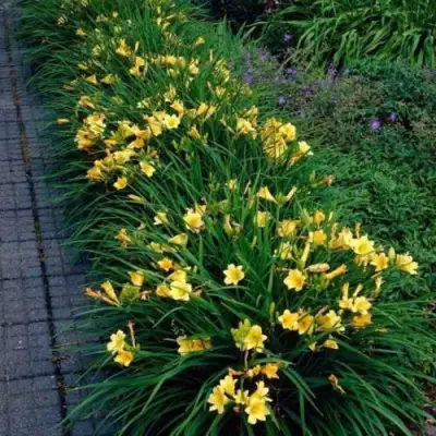 Лилейник СТЕЛЛА ДЕ ОРО гибридный в Сморгони