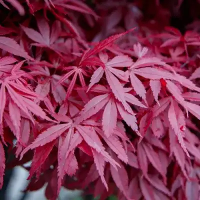 Клен дланевидный АТРОПУРПУРЕУМ в Сморгони