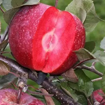 Яблоня РЕД КЕТТИ в Сморгони