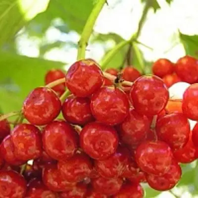 Калина КИЕВСКАЯ САДОВАЯ в Сморгони