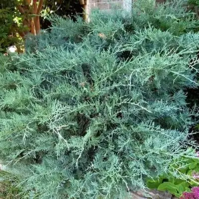 Можжевельник ГРЕЙ ОУЛ виргинский  в Сморгони