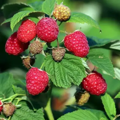 Малиновое дерево СКАЗКА в Сморгони