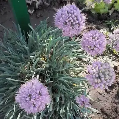 Лук СПИРАЛИС горный в Сморгони