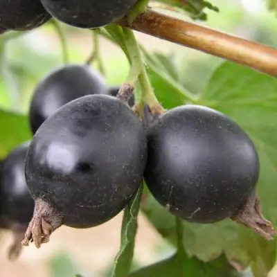 ЙОШТА в Сморгони