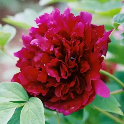 Пион ГАЛАКТИКА травянистый в Сморгони