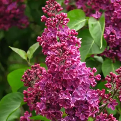 Сирень ЗНАМЯ ЛЕНИНА в Сморгони