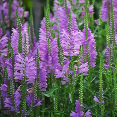 Физостегия РОЗЕЯ виргинская в Сморгони