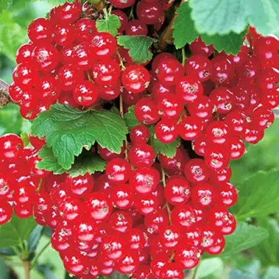 Смородина красная РУДНЕУС в Сморгони