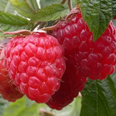 Малина ПИНГВИН в Сморгони