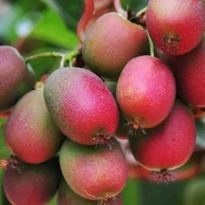 Актинидия ВЕЙКИ аргута в Сморгони