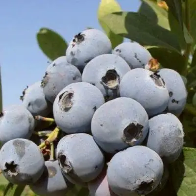 Голубика ЦУКЕР ТРАУБЕ в Сморгони