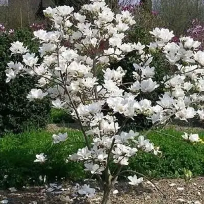 Магнолия АЛЬБА СУПЕРБА в Сморгони