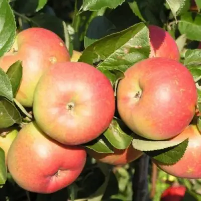 Яблоня РЕДКРАФТ в Сморгони