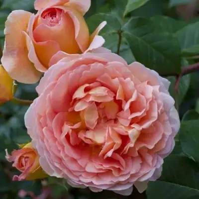 Роза АБРАХАМ ДЕРБИ английская в Сморгони