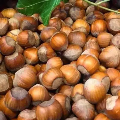 Фундук ТОНДА ДЖИФФОНИ в Сморгони