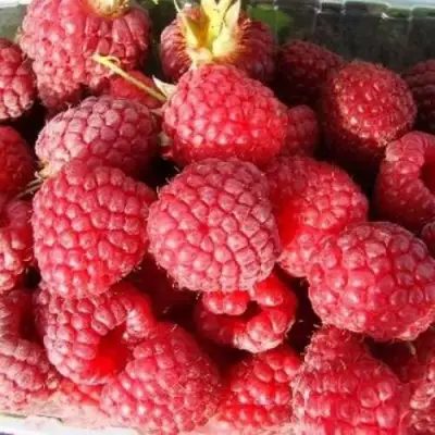 Малина ПОЛЕСЬЕ в Сморгони