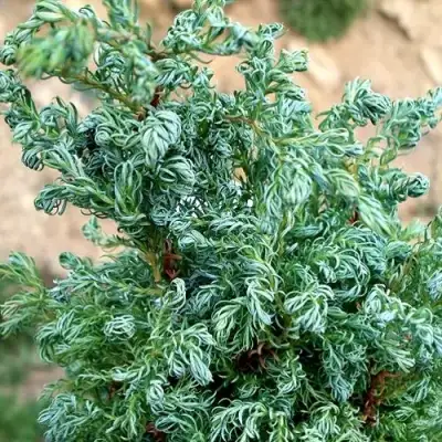 Кипарисовик БЕБИ БЛЮ горохоплодный в Сморгони