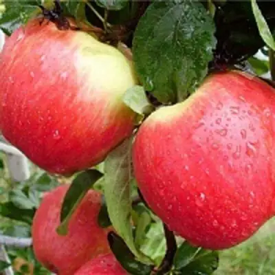 Яблоня ЖЕНЕВА (ЖЕНЕВА ЭРЛИ) в Сморгони