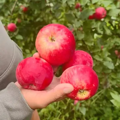Яблоня АКСЕНА в Сморгони