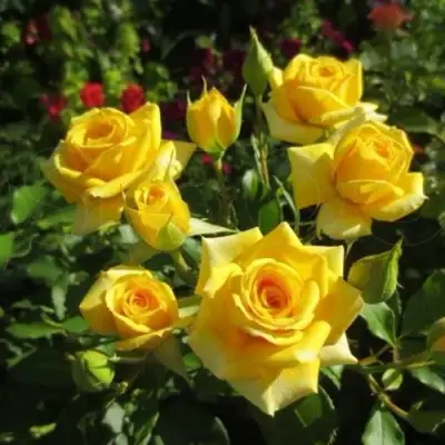 Роза ШАНИ спрей в Сморгони