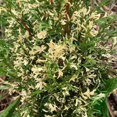 Туя БРАБАНТ ВАРИЕГАТТА западная в Сморгони