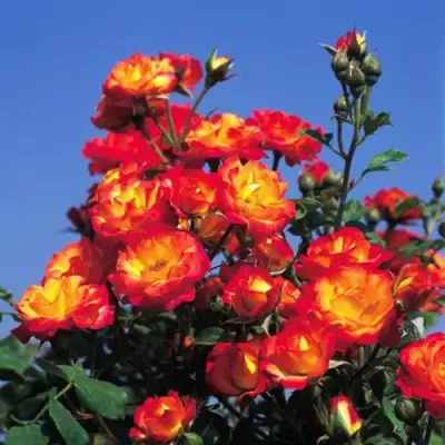 Роза ТАЙФУН спрей в Сморгони