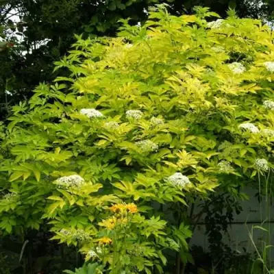 Бузина черная АУРЕА в Сморгони