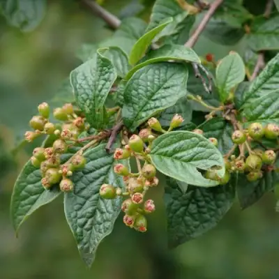 Кизильник пузырчатый в Сморгони