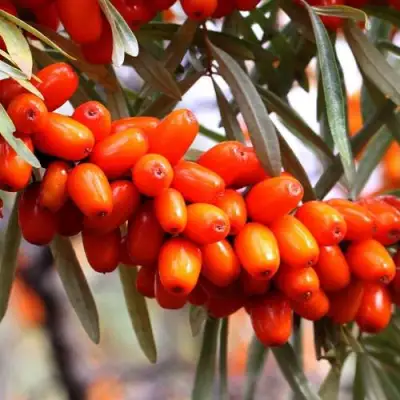 Облепиха ДЖЕМОВАЯ в Сморгони