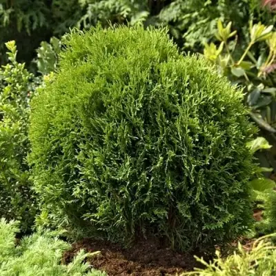 Туя ТИНИ ТИМ западная в Сморгони