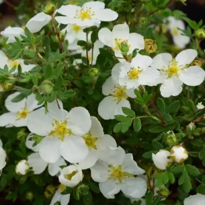 Лапчатка АББОТСВУД кустарниковая в Сморгони