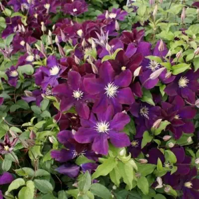 Клематис ГЕРОИ ВАРШАВЫ в Сморгони