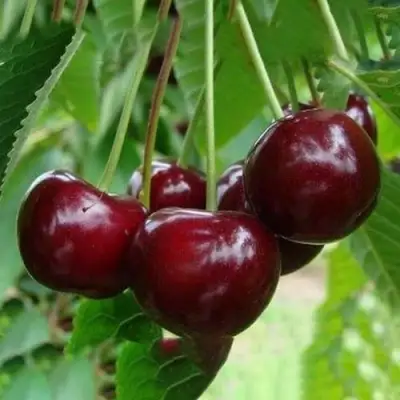 Вишня ЖАДАНА в Сморгони