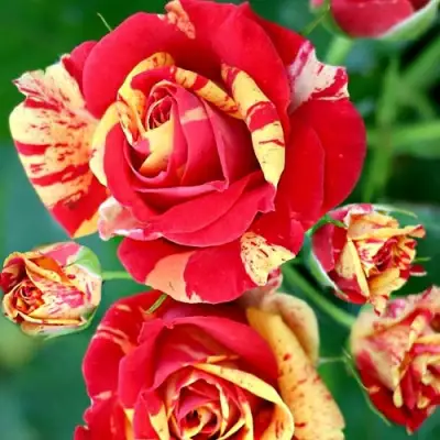 Роза ФАЙЕР ФЛЕШ спрей в Сморгони