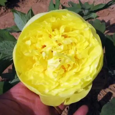 Пион ЗОЛОТО ПОДНЕБЕСНОЙ древовидный в Сморгони