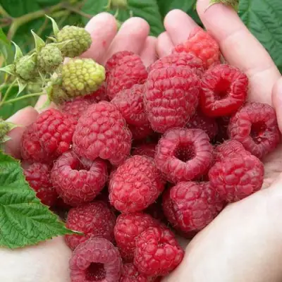 Малина МОЛЛИНГ ДЖУНО в Сморгони