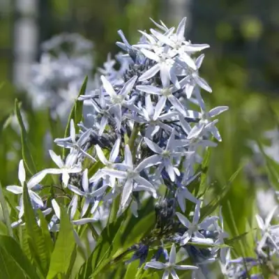 Амсония ТАБЕРНЕМОНТАНА в Сморгони