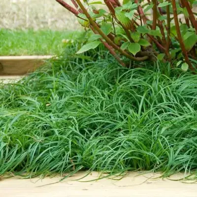 Осока БИТЛЗ в Сморгони