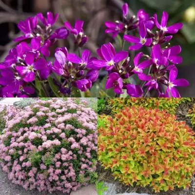 Комплект ЯПОНСКИЙ САД в Сморгони