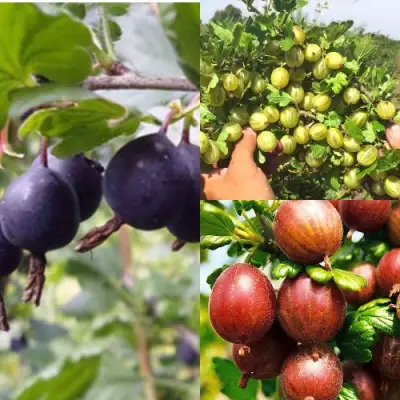 Комплект КРЫЖОВНИК MIX в Сморгони