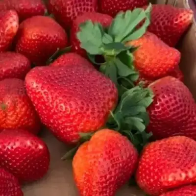 Клубника МОНТЕРЕЙ ремонтантная в Сморгони