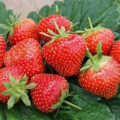 Клубника ЭЛЬСАНТА в Сморгони