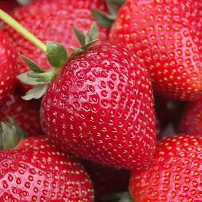 Клубника СЕЛЬВА ремонтантная в Сморгони