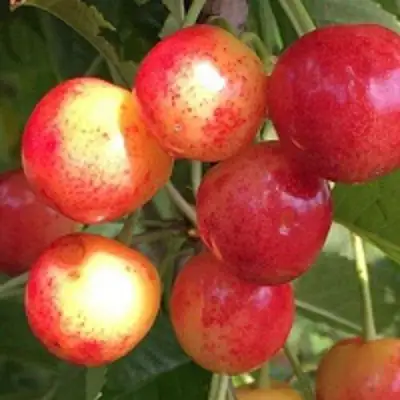 Черешня СОПЕРНИЦА в Сморгони