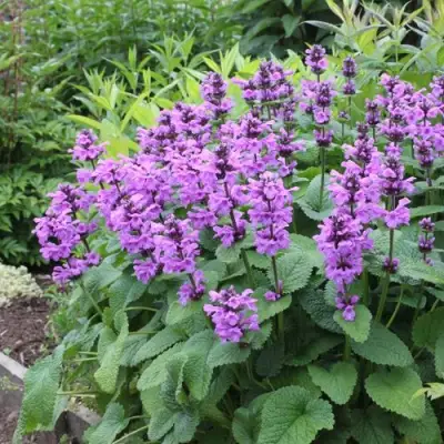 Буквица крупноцветковая в Сморгони