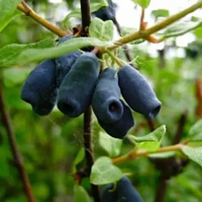 Жимолость съедобная ВОЛХОВА в Сморгони