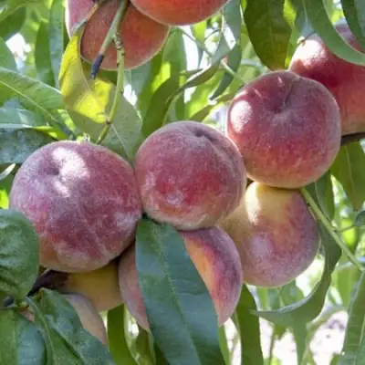 Персик ЗАРМЕНЮ в Сморгони