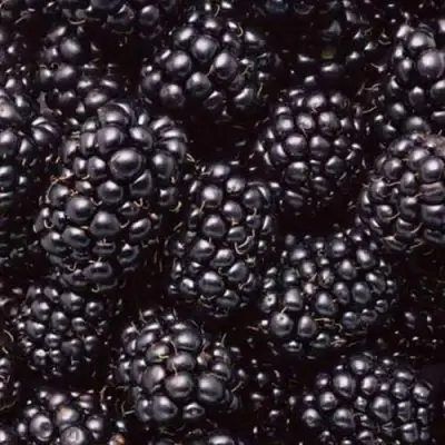 Ежевика ОРКАН бесшипная  в Сморгони