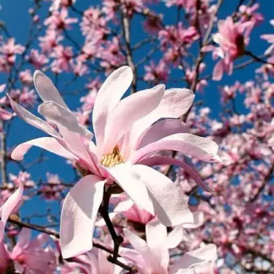 Магнолия РОЗЕЯ в Сморгони